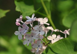 淡紫色丁香花图片