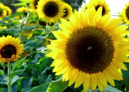 金色向日葵图片