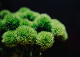 色彩缤纷的花束图片