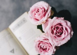 娇滴的粉玫瑰图片