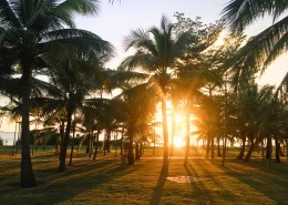 笔直的椰子树图片