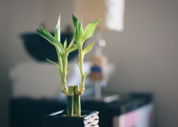 摆放在室内的植物图片