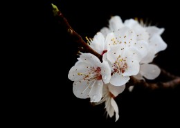 美丽的山杏花图片大全