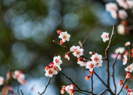 热闹开放的梅花图片大全