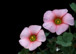 各种颜色的酢浆草花图片