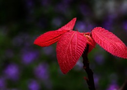 植物山麻杆图片
