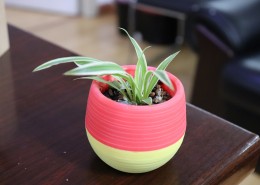 清新绿色小盆栽图片