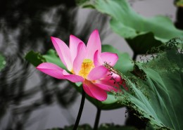 池塘里的淡雅荷花图片