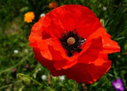 艳丽的红色罂粟花图片