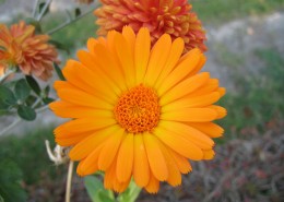 橙色金盏花图片