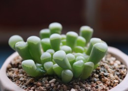 可爱多肉植物图片