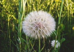 美丽的蒲公英图片大全