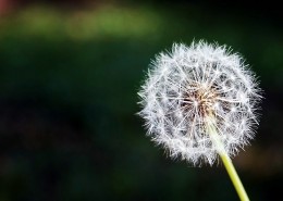 美丽的蒲公英图片