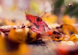 深秋泛黄的落叶图片