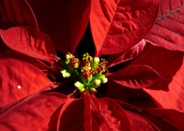 热情似火的一品红图片大全