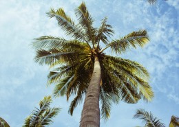 热带海边的椰树图片大全