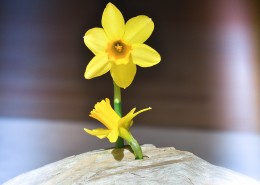 清秀典雅的水仙花图片