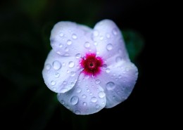 挂着水珠的花朵图片大全