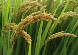 金黄丰收的水稻图片