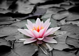 美丽的荷花图片