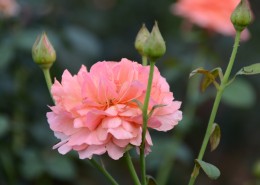 生命力旺盛的月季花图片