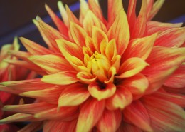 好看的橙色大丽花图片