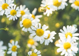 清新美好的雏菊图片