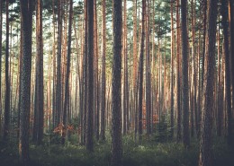 笔直生长的树木图片