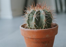 仙人掌摆件图片