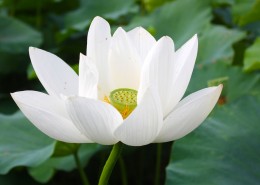 洁白的荷花图片大全