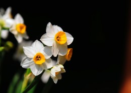 洁白的水仙花图片