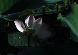 凋零的残荷图片