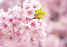 粉艳的樱花图片大全