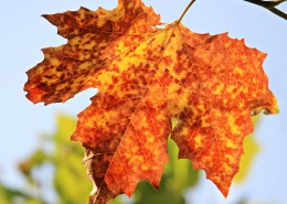 漂亮的树叶图片