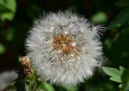 轻盈柔软的蒲公英图片