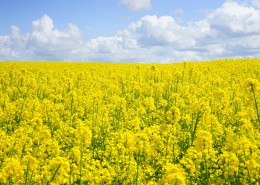 一望无际的油菜花田风景图片