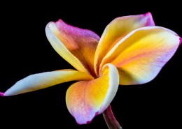 让人怦然心动的鸡蛋花图片