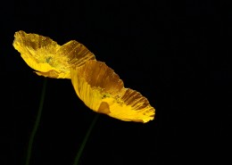 娇艳的虞美人图片