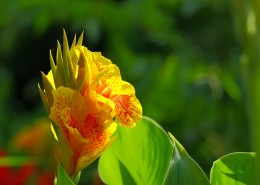 阳光下的美人蕉图片