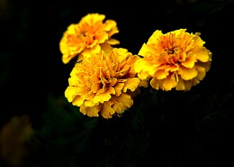 深秋独放的万寿菊图片大全