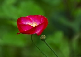 娇俏好看的虞美人图片