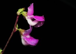 紫红色的扁豆花图片大全