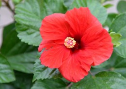 艳丽的朱槿花图片大全