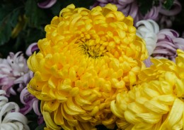 各种颜色的秋季菊花图片大全