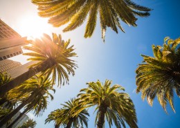 高大的椰树图片