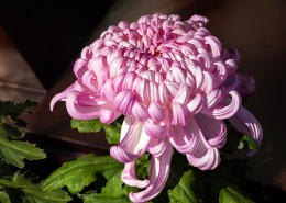 怒放盛开的菊花图片大全