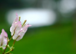 美丽勒杜鹃图片