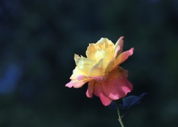 深秋的月季花图片