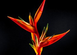 美丽的天堂花图片