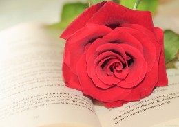 英语书上的红色玫瑰花图片